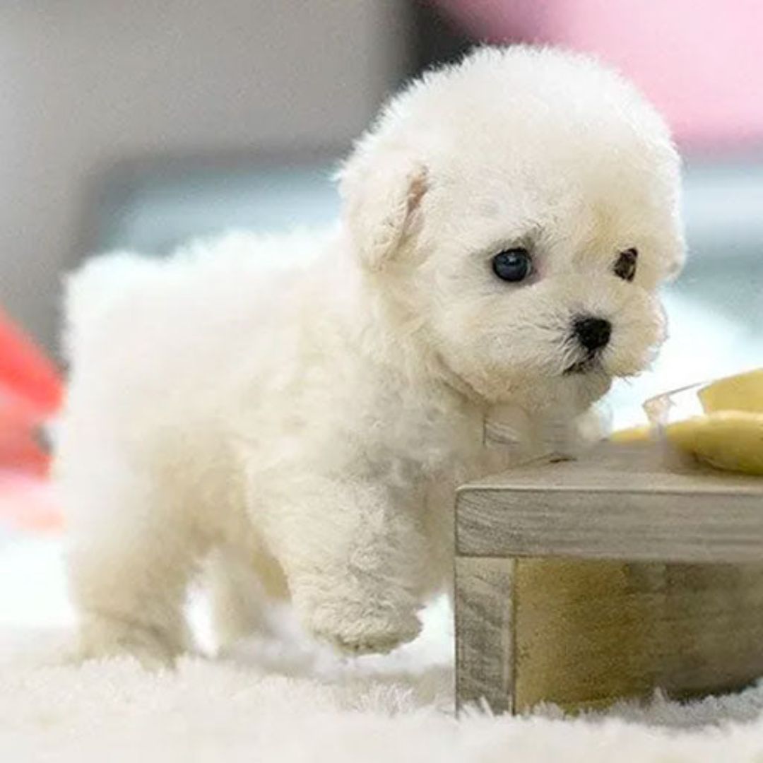 Interactive Robot Puppy Toy | Walks, Barks, and Responds